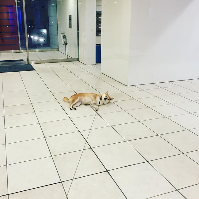 N&agrave;ng ch&oacute; Shiba bạ đ&acirc;u nằm đấy: M&igrave;nh th&iacute;ch th&igrave; m&igrave;nh nằm th&ocirc;i! - Ảnh 14.