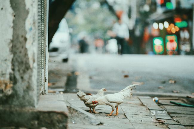H&agrave; Nội s&aacute;ng m&ugrave;ng 1 Tết đầy thanh b&igrave;nh, ai m&agrave; chẳng y&ecirc;u! - Ảnh 5.