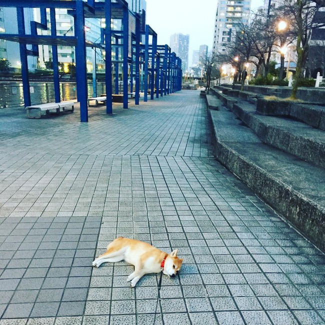 N&agrave;ng ch&oacute; Shiba bạ đ&acirc;u nằm đấy: M&igrave;nh th&iacute;ch th&igrave; m&igrave;nh nằm th&ocirc;i! - Ảnh 6.