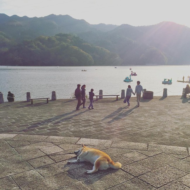 N&agrave;ng ch&oacute; Shiba bạ đ&acirc;u nằm đấy: M&igrave;nh th&iacute;ch th&igrave; m&igrave;nh nằm th&ocirc;i! - Ảnh 19.