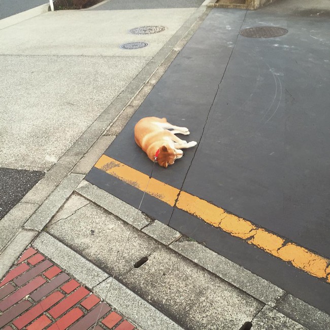 N&agrave;ng ch&oacute; Shiba bạ đ&acirc;u nằm đấy: M&igrave;nh th&iacute;ch th&igrave; m&igrave;nh nằm th&ocirc;i! - Ảnh 9.