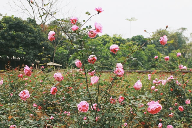 Con đường khởi nghiệp với 20.000 gốc hoa hồng sạch của nữ luật sư Hà Nội - Ảnh 5.