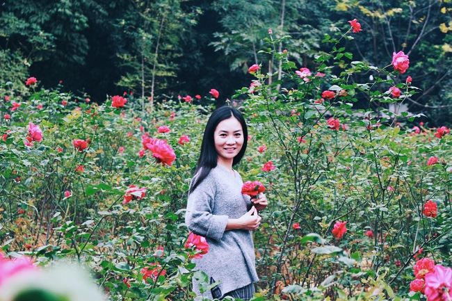 Con đường khởi nghiệp với 20.000 gốc hoa hồng sạch của nữ luật sư Hà Nội - Ảnh 6.