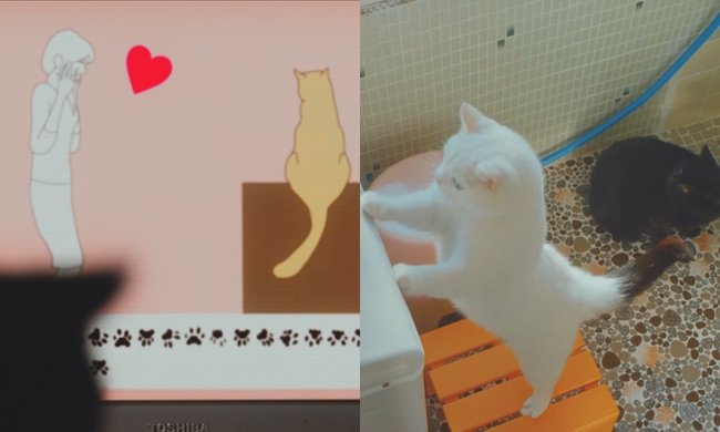 Phim ngắn cảm động về những ch&uacute; m&egrave;o đ&aacute;ng y&ecirc;u n&agrave;y sẽ khiến bạn m&ecirc; t&iacute;t! - Ảnh 3.