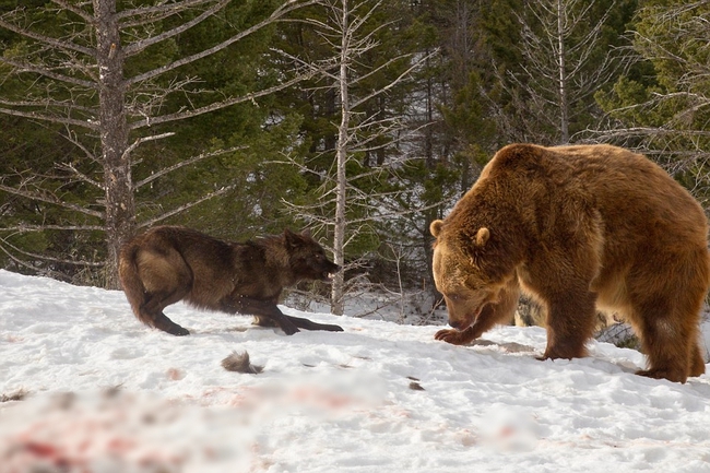 Chùm ảnh: Cuộc huyết chiến giành thức ăn giữa gấu Bắc Mỹ và bầy sói xám - Ảnh 5.