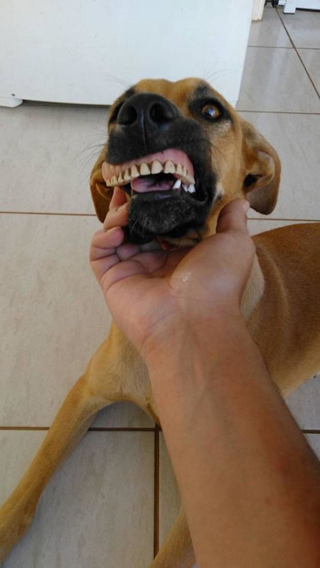 Cười gần chết với cô chó tinh nghịch không ngậm được mồm vì đeo răng giả - Ảnh 2.