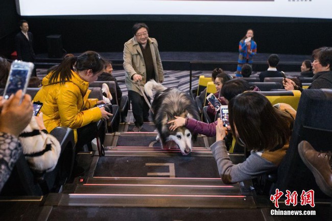 Suất chiếu phim đặc biệt dành cho chó và nguyên nhân khiến nhiều người xúc động nghẹn ngào - Ảnh 3.