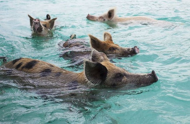 Những chú lợn biết bơi đáng yêu ở Bahamas chết vì say rượu bia - Ảnh 3.