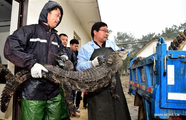 Trung Quốc: Hơn 13.000 nhóc tì cá sấu đang ngủ đông thì bị bắt đi tắm nắng - Ảnh 4.