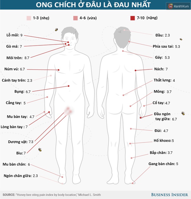 Ong chích ở đâu là thốn nhất? Đáp án sẽ khiến bạn cực kỳ bất ngờ - Ảnh 2.