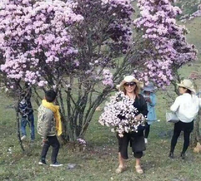 Trung Quốc: Khách tham quan hồn nhiên bẻ cành cây nướng thịt giữa rừng hoa đỗ quyên tuyệt đẹp - Ảnh 3.