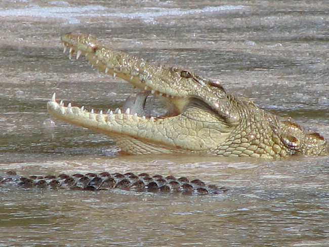 Vượt sông, người đàn ông bị 3 con quái vật cá sấu xâu xé hết chỉ trong vài phút - Ảnh 1.