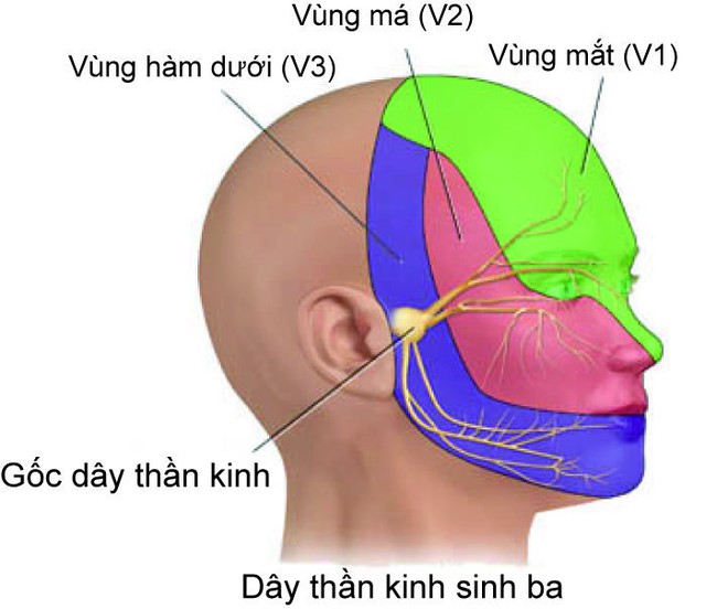 Nhiều người mỗi khi ăn đồ quá lạnh lại bị buốt váng đầu - đó là vì... - Ảnh 4.