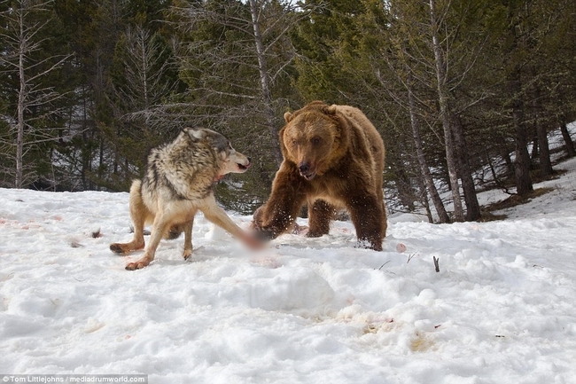 Chùm ảnh: Cuộc huyết chiến giành thức ăn giữa gấu Bắc Mỹ và bầy sói xám - Ảnh 7.