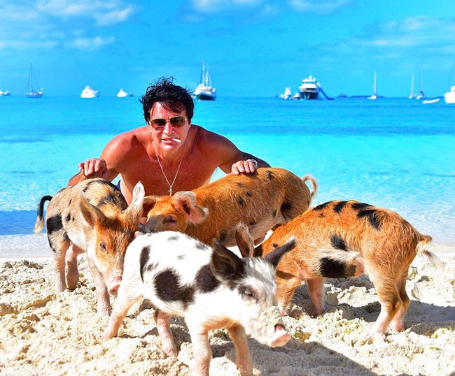 Những chú lợn biết bơi đáng yêu ở Bahamas chết vì say rượu bia - Ảnh 1.