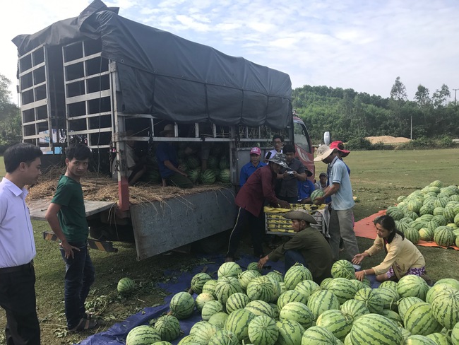 Nông dân Quảng Ngãi phải đem dưa hấu đổ cho bò ăn: Cần lắm sự chung tay giải cứu của cộng đồng - Ảnh 3.