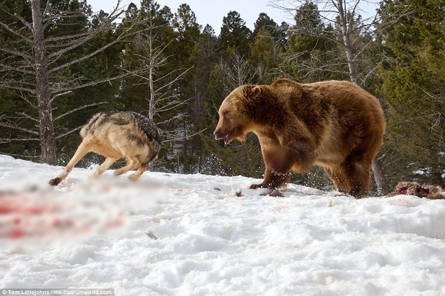Chùm ảnh: Cuộc huyết chiến giành thức ăn giữa gấu Bắc Mỹ và bầy sói xám - Ảnh 9.