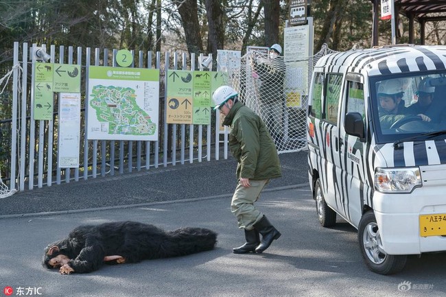 Nhật Bản: Quản lý đội lốt thú dữ để nhân viên diễn tập Tinh tinh sổng chuồng trong sở thú - Ảnh 8.