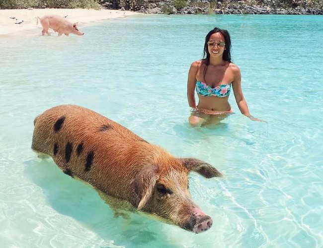 Những chú lợn biết bơi đáng yêu ở Bahamas chết vì say rượu bia - Ảnh 4.