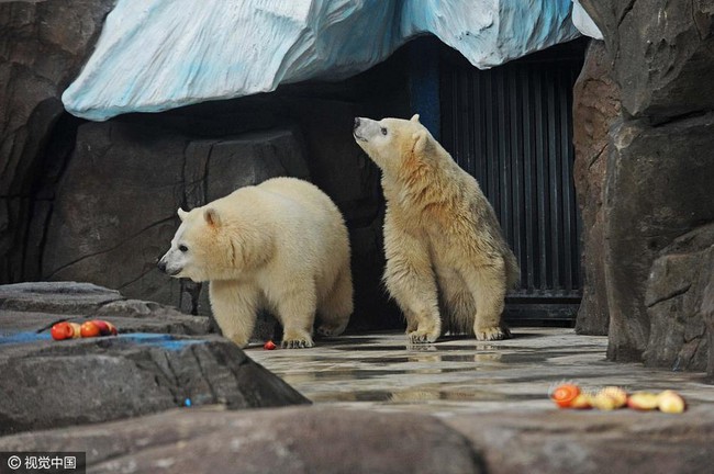 Không tin nổi ở Trung Quốc người ta tranh nhau chi tới 3 triệu đồng để được đi hót phân cho Gấu Bắc Cực - Ảnh 3.