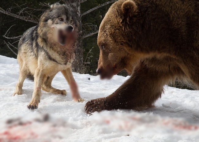 Chùm ảnh: Cuộc huyết chiến giành thức ăn giữa gấu Bắc Mỹ và bầy sói xám - Ảnh 11.