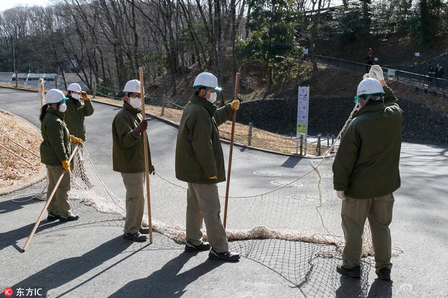Nhật Bản: Quản lý đội lốt thú dữ để nhân viên diễn tập Tinh tinh sổng chuồng trong sở thú - Ảnh 3.