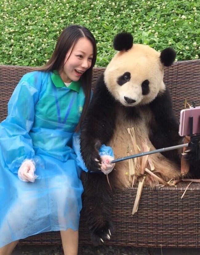 Ch&uacute; gấu tr&uacute;c th&iacute;ch chụp selfie nhất thế giới sẽ khiến bạn y&ecirc;u ngay từ c&aacute;i nh&igrave;n đầu ti&ecirc;n - Ảnh 11.