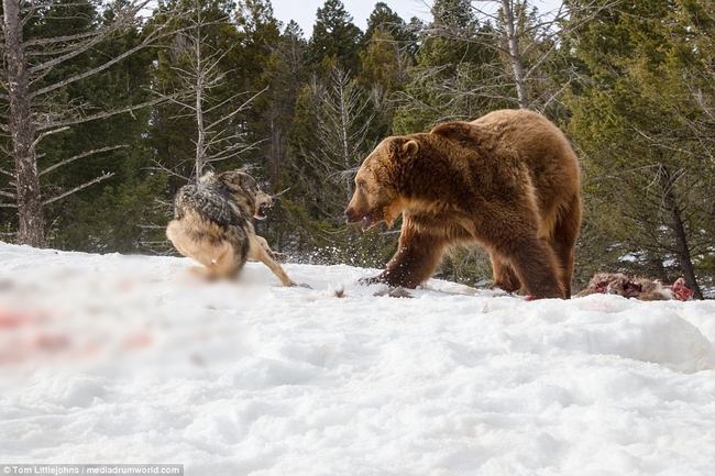 Chùm ảnh: Cuộc huyết chiến giành thức ăn giữa gấu Bắc Mỹ và bầy sói xám - Ảnh 13.