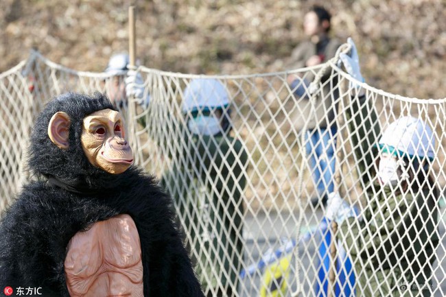 Nhật Bản: Quản lý đội lốt thú dữ để nhân viên diễn tập Tinh tinh sổng chuồng trong sở thú - Ảnh 7.