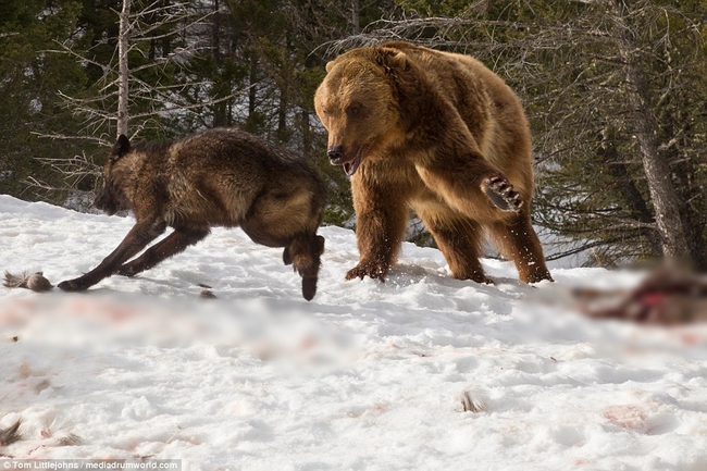 Chùm ảnh: Cuộc huyết chiến giành thức ăn giữa gấu Bắc Mỹ và bầy sói xám - Ảnh 15.