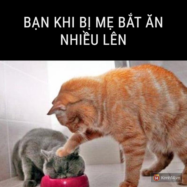 Nhật k&iacute;: Tết kh&ocirc;ng ăn, ngủ th&igrave; l&agrave;m g&igrave;? - Ảnh 15.