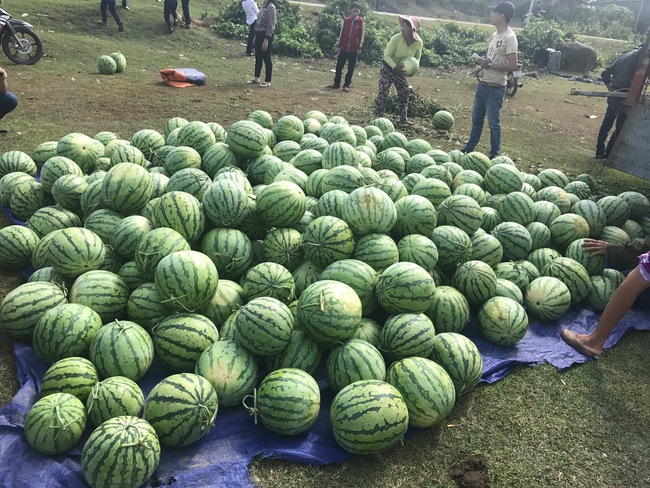 Nông dân Quảng Ngãi phải đem dưa hấu đổ cho bò ăn: Cần lắm sự chung tay giải cứu của cộng đồng - Ảnh 6.