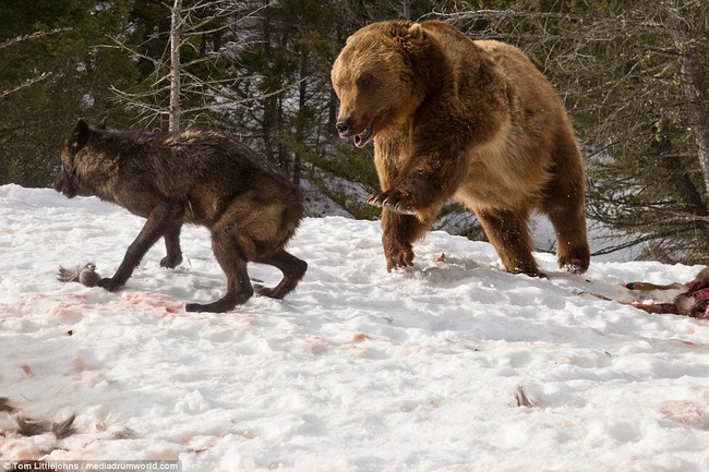 Chùm ảnh: Cuộc huyết chiến giành thức ăn giữa gấu Bắc Mỹ và bầy sói xám - Ảnh 17.