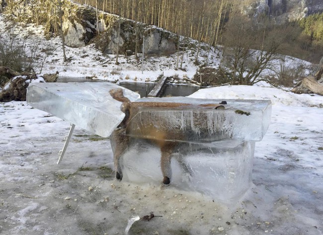 Trời quá lạnh, chú cáo đóng băng sau khi ngã xuống hồ nước  - Ảnh 1.