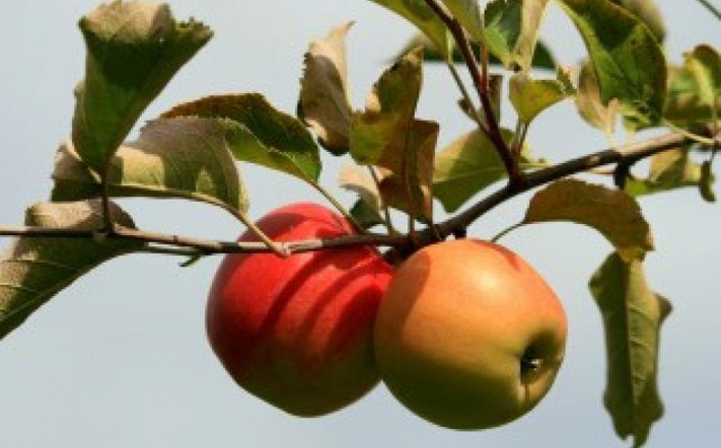 Không phải táo, Trái cấm Adam và Eva đã ăn trong Vườn Địa đàng là quả gì? - Ảnh 3.