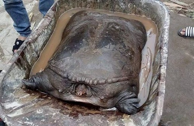 Người d&acirc;n bắt được cặp ba ba 50kg tr&ecirc;n b&atilde;i c&aacute;t ven s&ocirc;ng Đuống - Ảnh 2.
