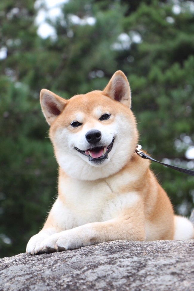 Chó Shiba - Chó Shiba đáng yêu và thông minh, là một trong những giống chó phổ biến nhất tại Nhật Bản và đang được yêu thích trên toàn thế giới. Nếu bạn muốn nhìn những con chó xinh xắn và đẹp, đừng bỏ qua các hình ảnh về loài chó đáng yêu này.
