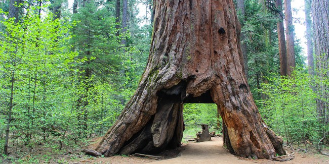 Mỹ: B&atilde;o lớn quật ng&atilde; c&acirc;y cổ thụ khổng lồ 1.000 năm tuổi, biểu tượng của bang California - Ảnh 1.