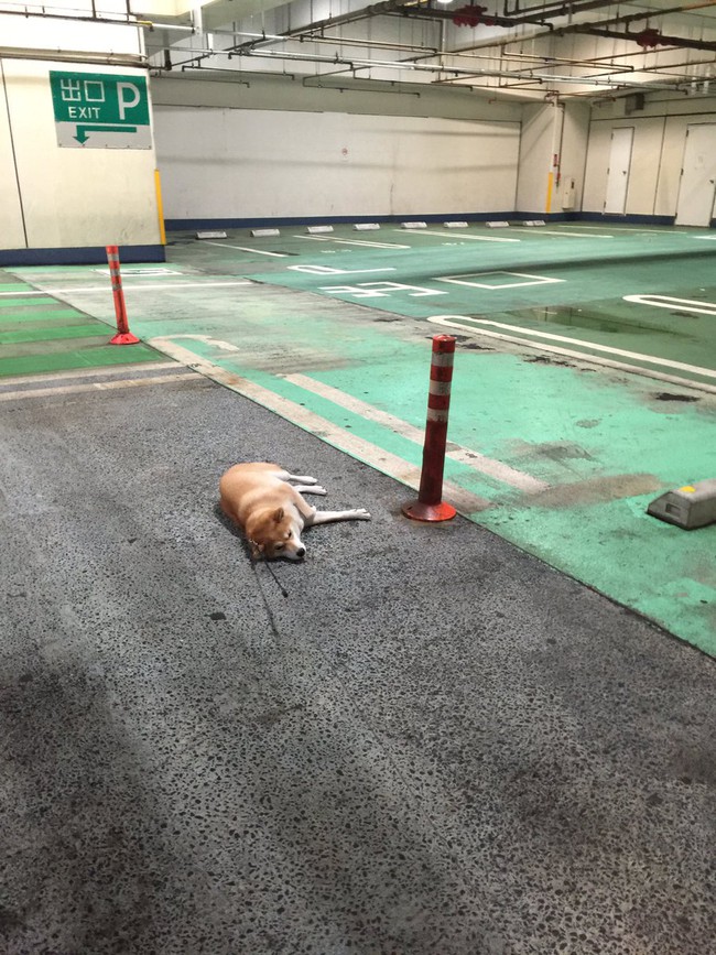 N&agrave;ng ch&oacute; Shiba bạ đ&acirc;u nằm đấy: M&igrave;nh th&iacute;ch th&igrave; m&igrave;nh nằm th&ocirc;i! - Ảnh 21.