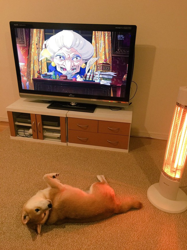 N&agrave;ng ch&oacute; Shiba bạ đ&acirc;u nằm đấy: M&igrave;nh th&iacute;ch th&igrave; m&igrave;nh nằm th&ocirc;i! - Ảnh 20.