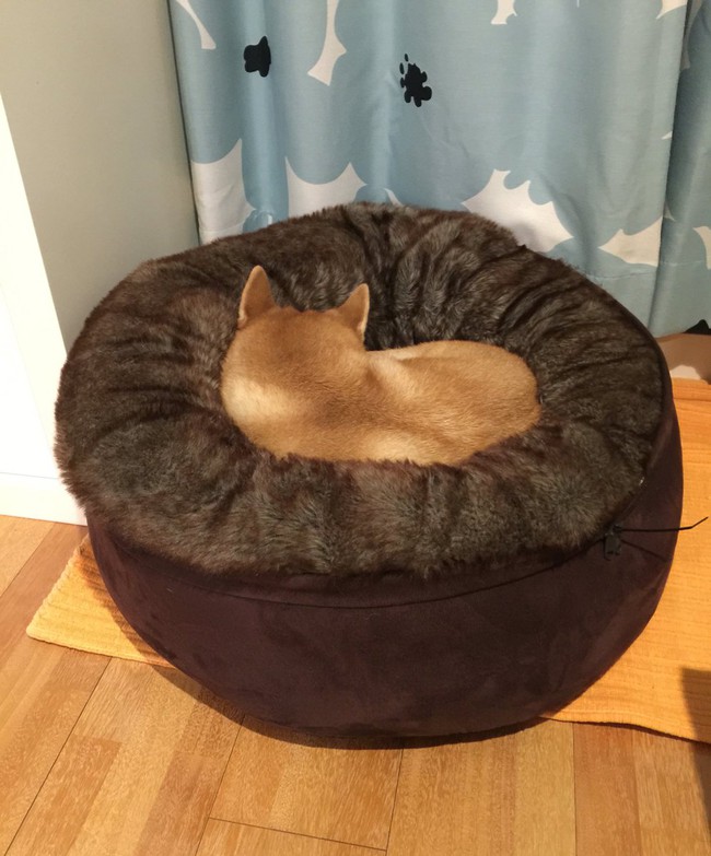 N&agrave;ng ch&oacute; Shiba bạ đ&acirc;u nằm đấy: M&igrave;nh th&iacute;ch th&igrave; m&igrave;nh nằm th&ocirc;i! - Ảnh 27.