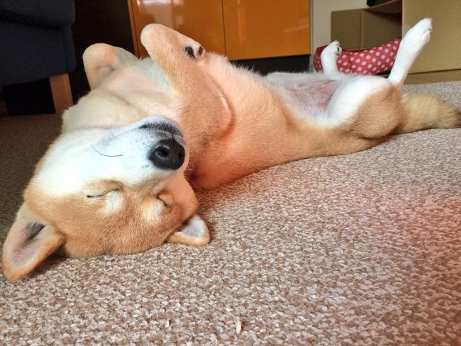 N&agrave;ng ch&oacute; Shiba bạ đ&acirc;u nằm đấy: M&igrave;nh th&iacute;ch th&igrave; m&igrave;nh nằm th&ocirc;i! - Ảnh 26.