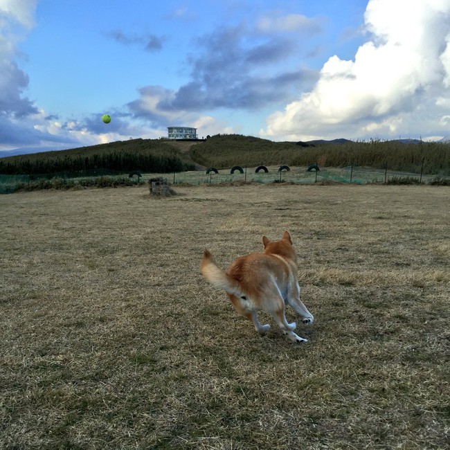 N&agrave;ng ch&oacute; Shiba bạ đ&acirc;u nằm đấy: M&igrave;nh th&iacute;ch th&igrave; m&igrave;nh nằm th&ocirc;i! - Ảnh 13.