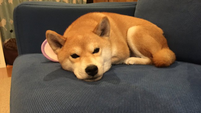 N&agrave;ng ch&oacute; Shiba bạ đ&acirc;u nằm đấy: M&igrave;nh th&iacute;ch th&igrave; m&igrave;nh nằm th&ocirc;i! - Ảnh 25.