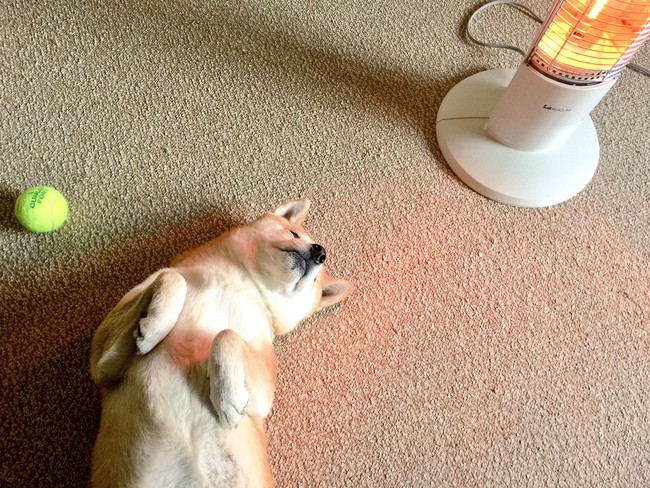 N&agrave;ng ch&oacute; Shiba bạ đ&acirc;u nằm đấy: M&igrave;nh th&iacute;ch th&igrave; m&igrave;nh nằm th&ocirc;i! - Ảnh 3.