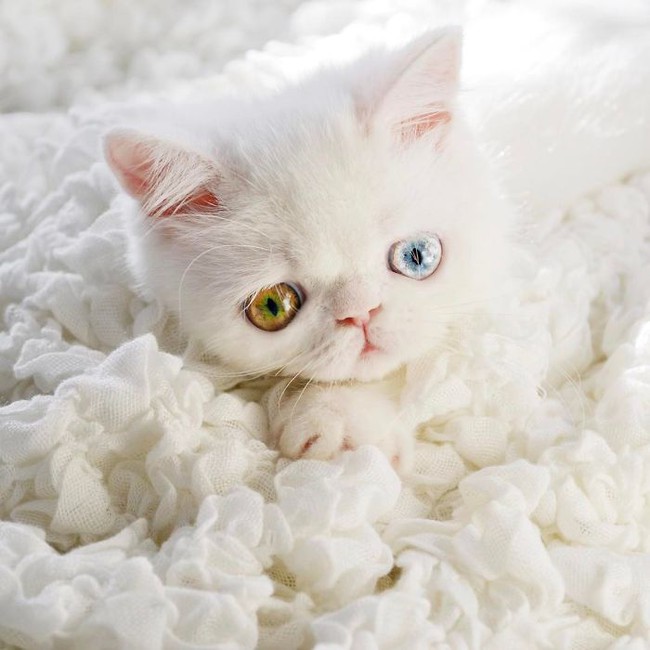 Chú mèo xinh đẹp sở hữu đôi mắt hai màu lấp lánh tựa pha lê - Ảnh 17.