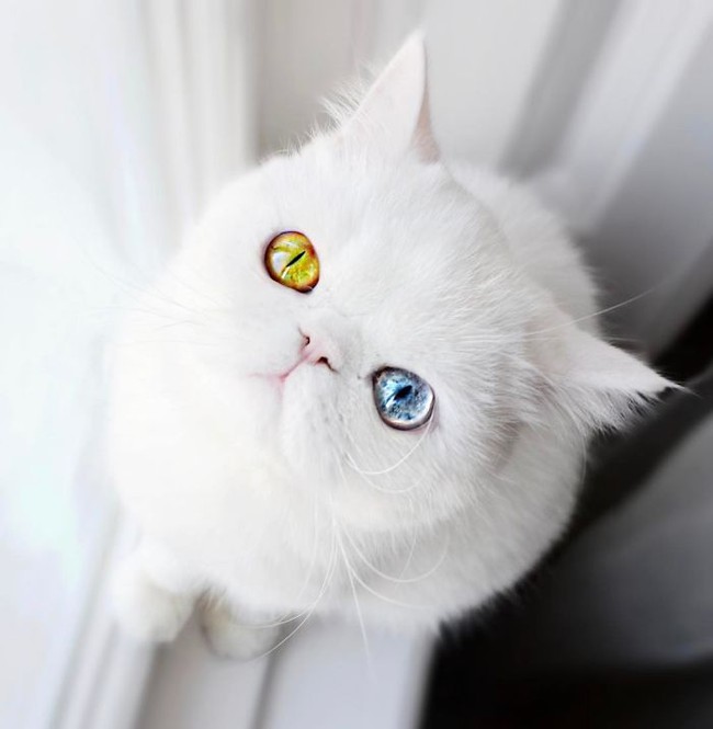 cat-eyes-heterochromia-iridis-pam-pam-21-58f869e434511-700-1492783505823.jpg