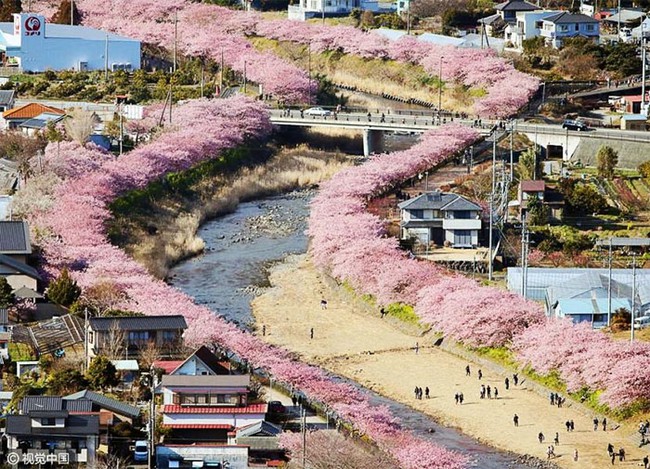 Có một nước Nhật đẹp như photoshop vào mùa hoa anh đào nở - Ảnh 1.