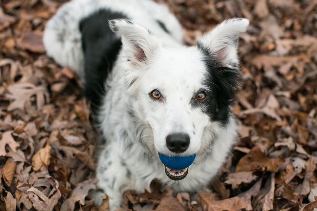 Đâu là giống chó thông minh nhất thế giới? Hãy gọi tên Border Collie! - Ảnh 3.