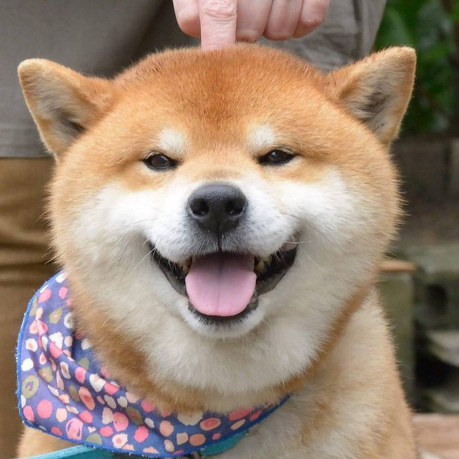 Nếu bạn muốn có một ngày đầy năng lượng, hãy xem bức ảnh chó Shiba hài này. Chú chó này sẽ đem lại cho bạn nụ cười và tinh thần thoải mái.